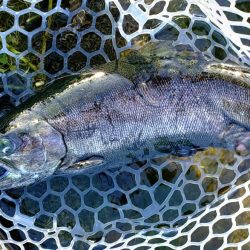 ミノーイングが楽しいフィッシングパーク高島の泉